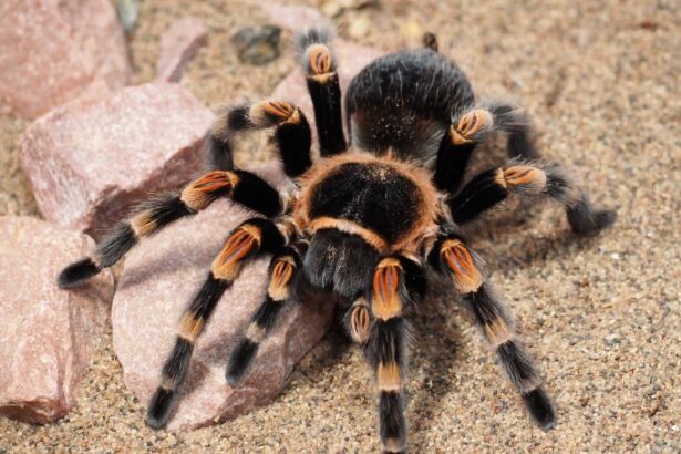 camel spider