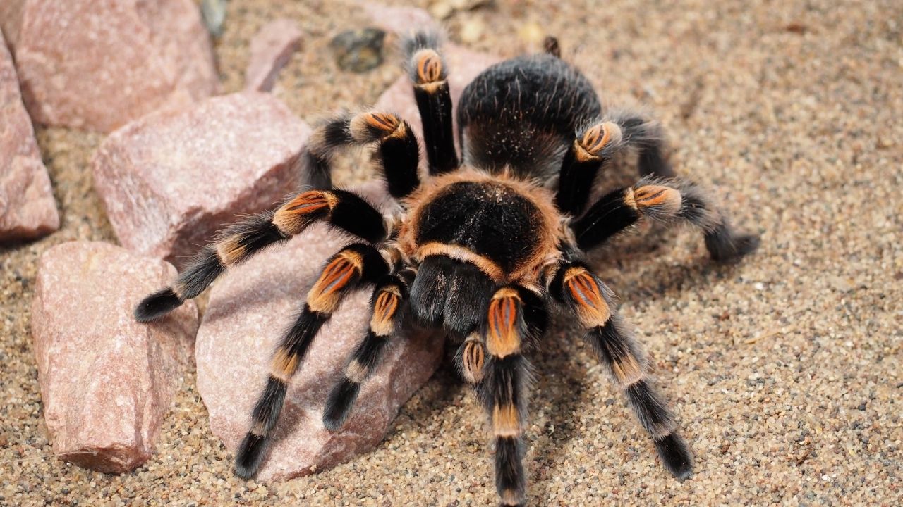 camel spider