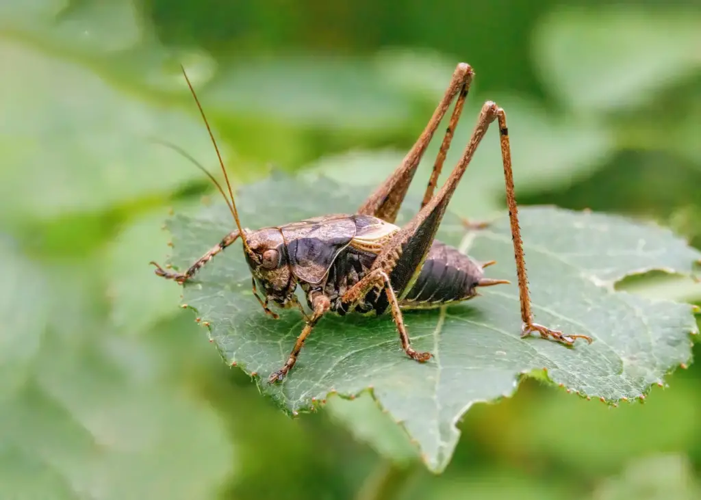 what do crickets eat