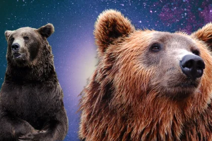 bears head