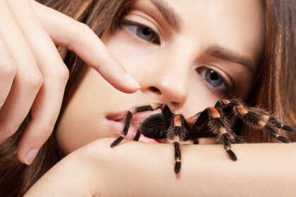 jumping spider pet