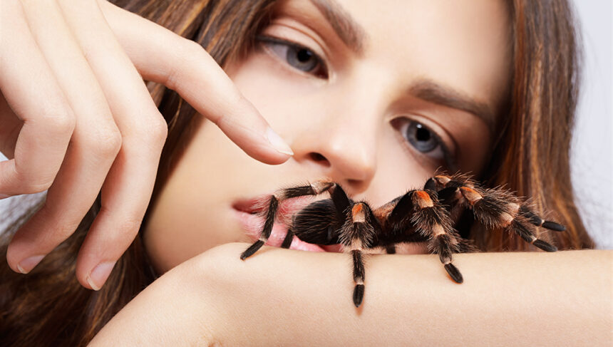 jumping spider pet