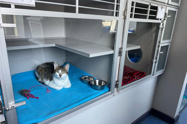 cat boarding