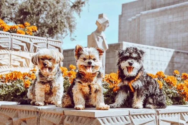 pet friendly hotels in phoenix az
