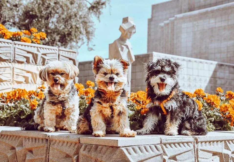 pet friendly hotels in phoenix az