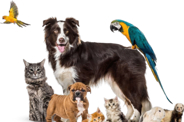 adopt me pets for sale